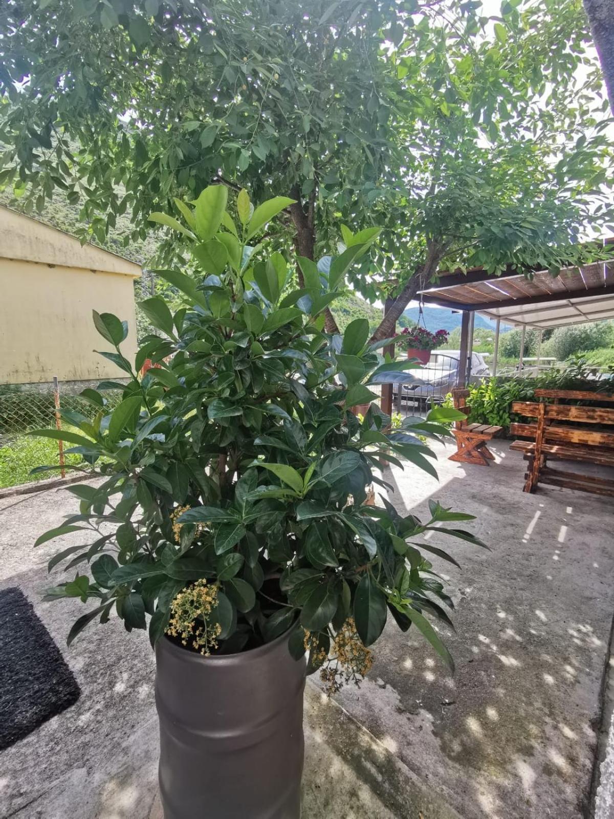 Apartment Konoba Ulicevic Vranjina エクステリア 写真